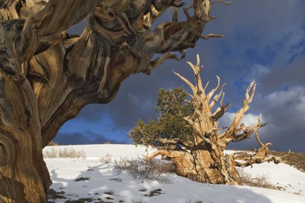 CA, White Mts Ancient bristlecone pine trees
